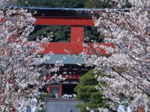 Fleurs de cerisier au Japon