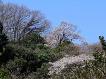 Kamakura Genjiyama Koen_2018-03-28_Hiroyoshi Kawana