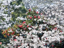 Kamakura Genjiyama Koen_2018-03-28_Hiroyoshi Kawana