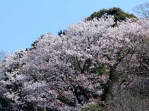 Kamakura Genjiyama Koen_2018-03-28_Hiroyoshi Kawana