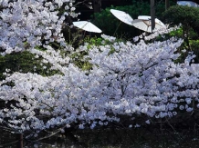 Kamakura Hachimangu Genjiike _2018-03-28_Hiroyoshi Kawana