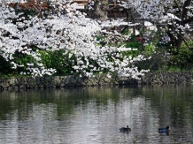 Kamakura Hachimangu Genjiike _2018-03-28_Hiroyoshi Kawana