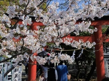 Kamakura hataagebenzaiten_2018-03-28_Hiroyoshi Kawana