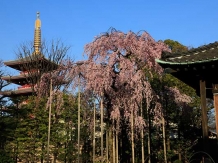 Tokyo Asakusa Denbou-In_2018-03-25_Hiroyoshi Kawana