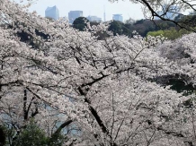 Tokyo Chidorigafuchi_2018-03-29_Hiroyoshi Kawana