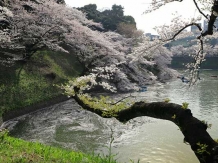 Tokyo Chidorigafuchi_2018-03-29_Hiroyoshi Kawana