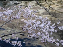 Tokyo Megurogawa River_2017-04-07_Hiroyoshi Kawana