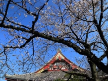 Tokyo Sensoji_2018-03-25_Hiroyoshi Kawana