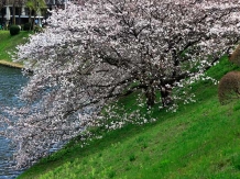 Tokyo Uchibori kokyo_2018-03-24_Hiroyoshi Kawana