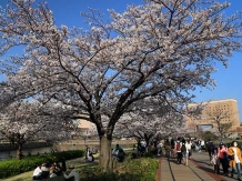 Yokohama Kishamichi Promenade_2018-03-28_Hiroyoshi Kawana