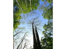 Tanbara Plateau May 2015 Hiroyoshi Kawana