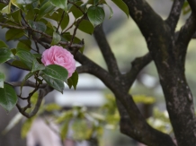 Kiyosumi Teien, Japanese Garden in Tokyo