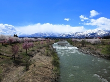 Sakura, fleurs de cerisiers à Niigata