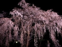 Takada Park, Joetsu city in Niigata, Hiroyoshi Kawana