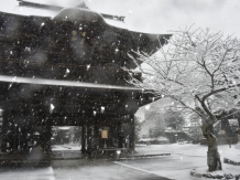 Snow in Kamakura