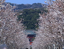 Tsuruoka Hachimangu “Dankazura”