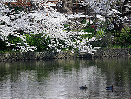 Tsuruoka Hachimangu, Genji Pond