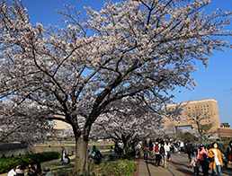 Yokohama Kisha-michi Promenade