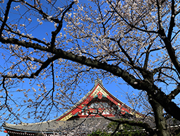 Sensoji Temple
