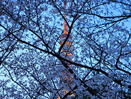 Shiba Park