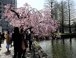 Imperial Palace Otemon Gate