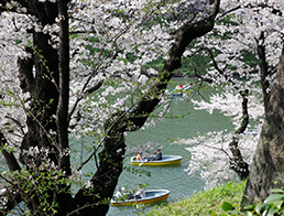 Chidorigafuchi