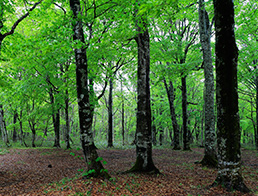 Genjiyama Park