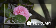 photo of the month February 2020