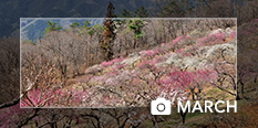 photo of the month March 2019