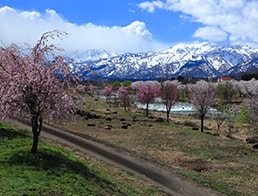 row of cherry blossom trees and snowcapped mountain