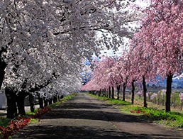 a tunnel of red and white cherry blossom trees