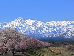 row of cherry blossom at the embankment and Mt. Myoko