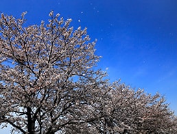 Cherry blossoms are fluttering in the wind