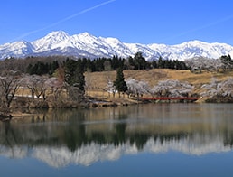 cherry blossom trees at a golf club at Matsugamine with Mt. Myoko