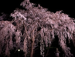 Sakura Road, a tunnel formed by the cherry trees on both sides.