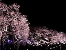 Sakura Road in the evening