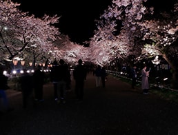 Sakura Road in the evening