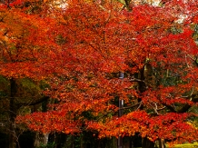 kyoto-saga_arashiyama_2017-11-21_hirotsugu_nakagawa04