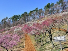 Nagatoro town, Saitama, mid March Mr Goro Abe