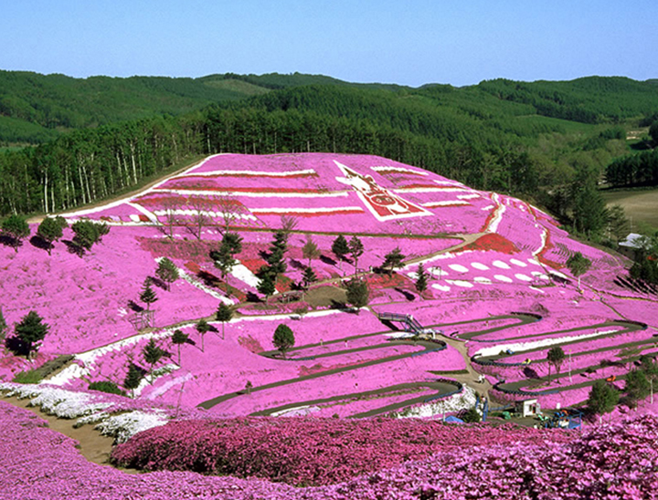 Festival de Shiba-Zakura