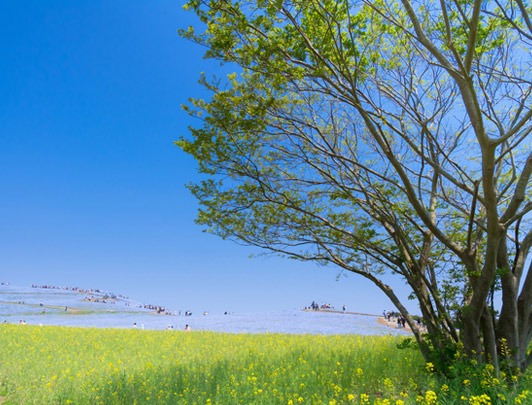 Le parc de bord de mer Hitachi