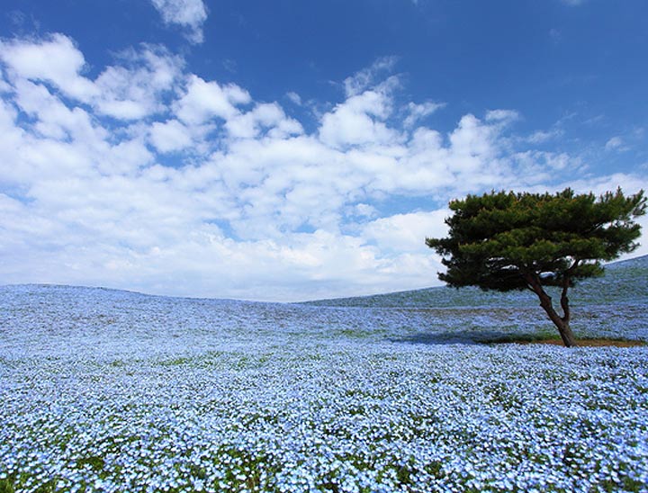 Le parc de bord de mer Hitachi