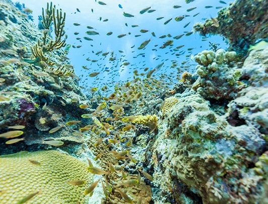 Ishigaki Island Diving