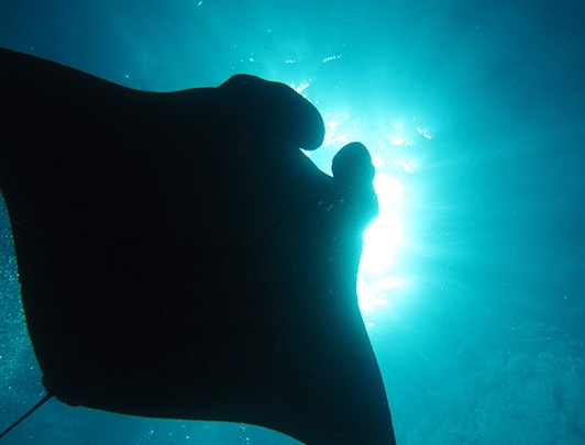 Plongée avec les raies manta à Ishigaki