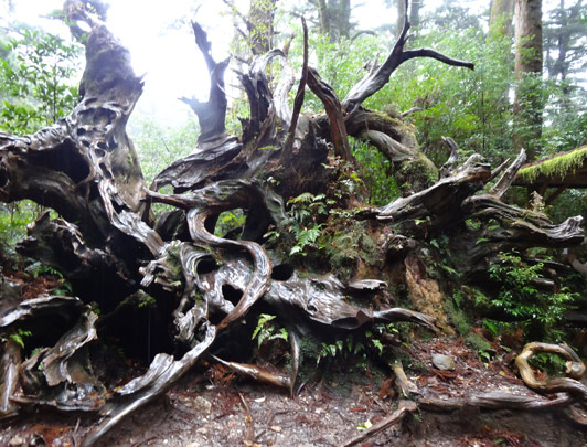 Yakushima, Kagoshima