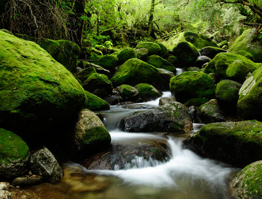 Yakushima, Kagoshima