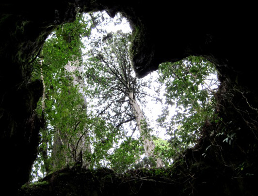 Wilson Stump, Yakushima, Kagoshima