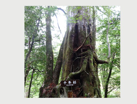 Yakushima, Kagoshima