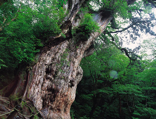 Le Cèdre Jomon-sugi