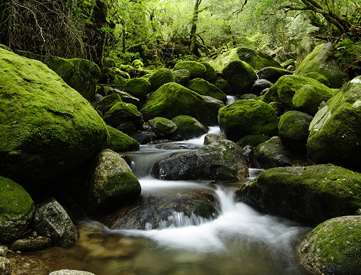 Yakushima, Kagoshima